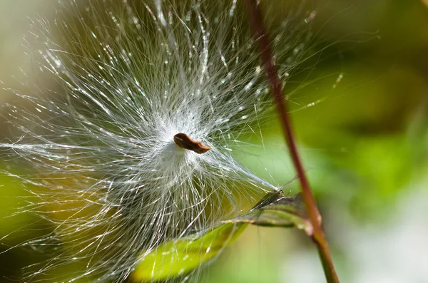 Seme di Milkweed alla luce del sole — Foto Stock
