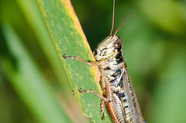 Kobylka na stéblo trávy — Stock fotografie