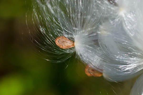 Milkweed Seed in the Sunlight — Stock Photo, Image