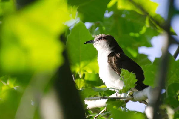 Norra mockingbird i ett träd — Stockfoto