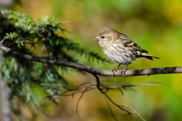 Pine Siskin Perched in Autumn — Stock Photo, Image