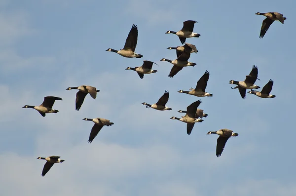 Flock of Canada Geese — Stock Photo, Image