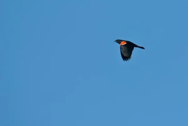 Czerwony - skrzydlaty blackbird lecącym przez błękitne niebo — Zdjęcie stockowe