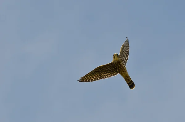 American Kestrel Flying In a Blue Sky — Stock Photo, Image