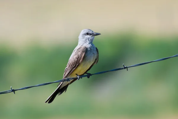 Western Kingbird empoleirado em arame farpado — Fotografia de Stock
