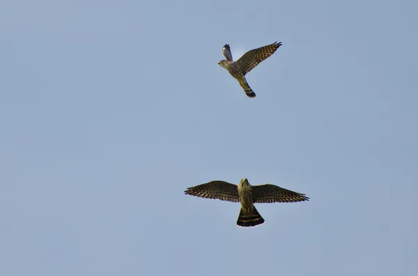 Falco sparverius perseguindo merlin — Fotografia de Stock