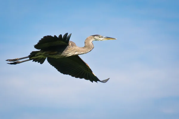 Great Blue Heron dalam penerbangan — Stok Foto