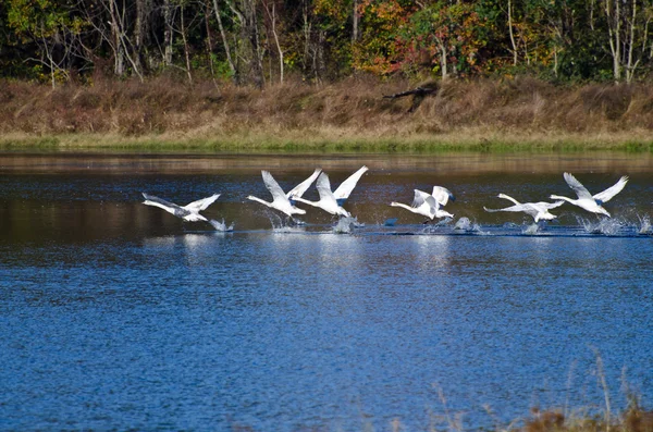 Seis cisnes Tundra levando para o voo — Fotografia de Stock