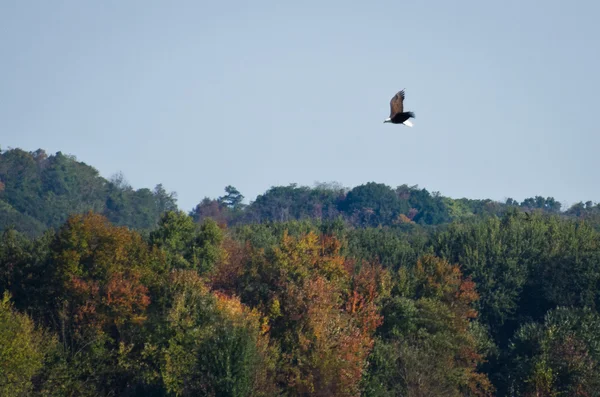 Bald Eagle Soaring Over Autumn Landscape