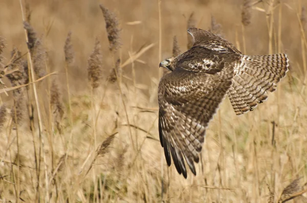 Red-Tailed Hawk Hunting in a Field — Stock Photo, Image