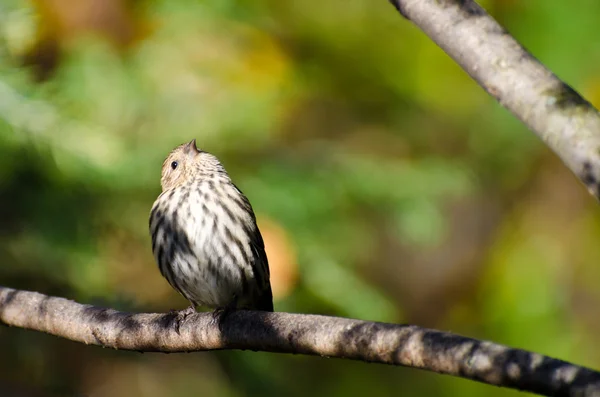 Pino Siskin encaramado en otoño — Foto de Stock