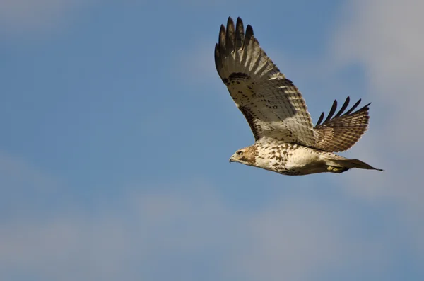 Falcão de cauda vermelha voando em um céu nublado — Fotografia de Stock