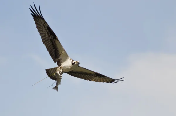 Osprey en vuelo llevando un pez — Foto de Stock