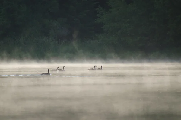 kazlar sisli göl kenarında