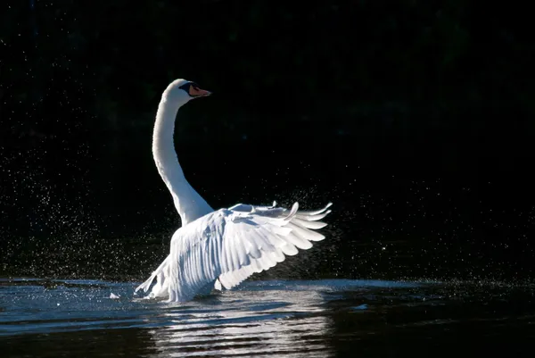 Weiße schwammen mit ausgebreiteten Flügeln auf Teich — Stockfoto