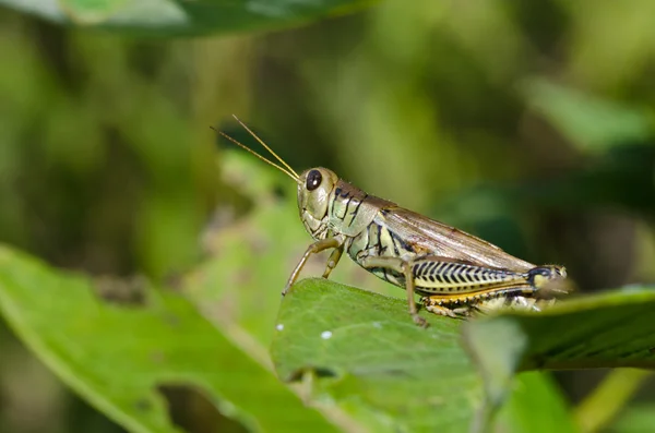 Grasshopper Resting on Green Leaf — Stock Photo, Image