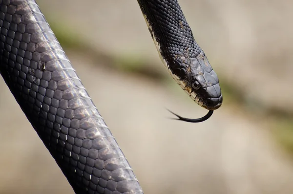 Negro rata serpiente de cerca — Foto de Stock