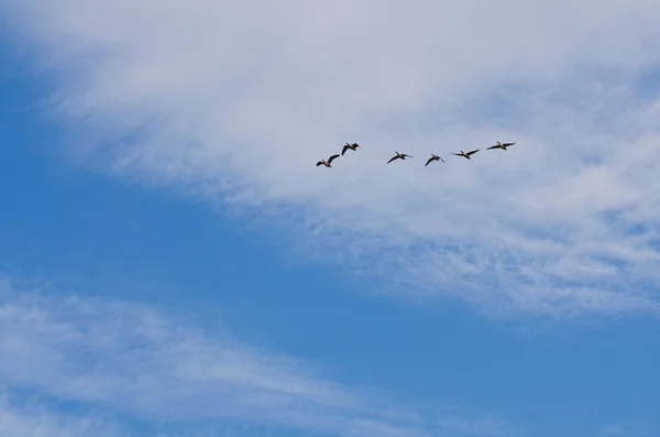 Sei oche canadesi che volano nel cielo nuvoloso — Foto Stock