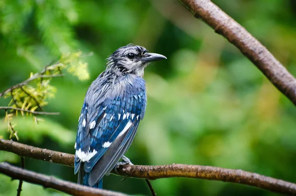 Humide Blue Jay sous la pluie — Photo