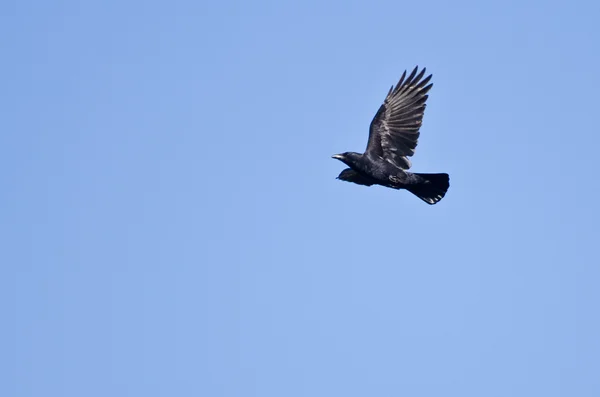 Ворона в полете в голубом небе — стоковое фото