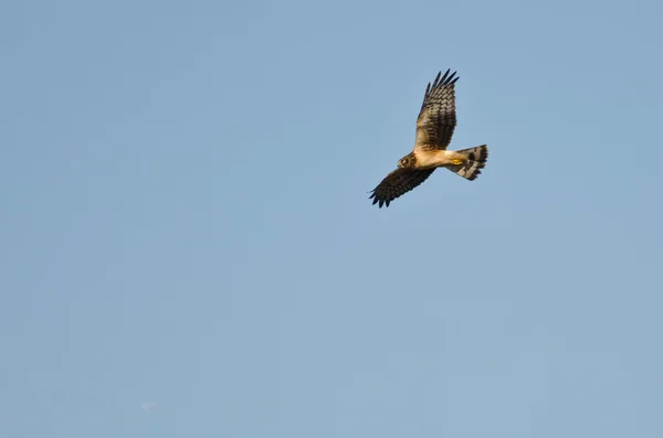 Northern Harrier Voando em um céu azul — Fotografia de Stock