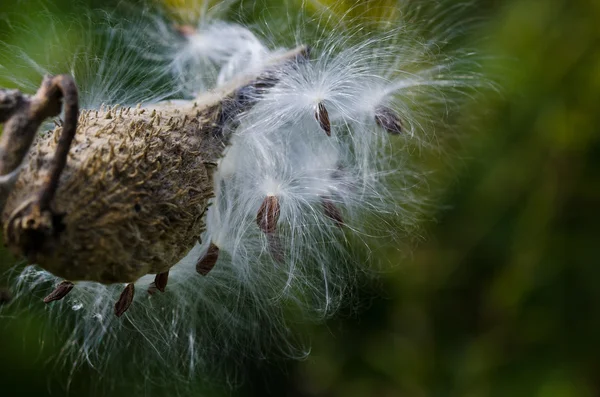 Pod Milkweed wypełnione nasionami — Zdjęcie stockowe