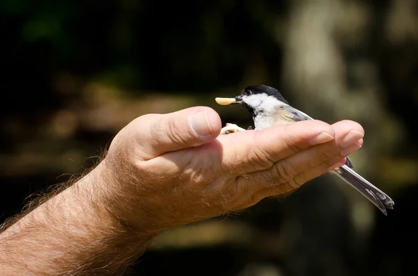 Chickadee isst Erdnuss aus der Hand — Stockfoto