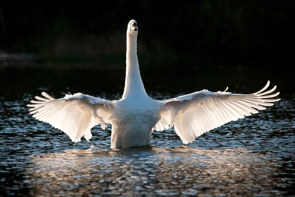 Cisne branco com asas esticadas — Fotografia de Stock