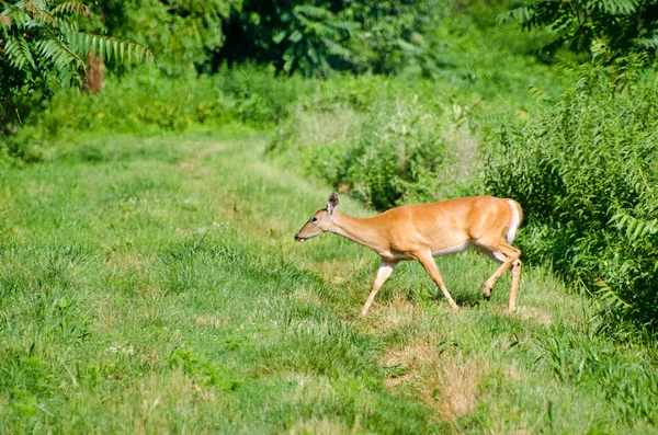 Deer in the Field — Stock Photo, Image