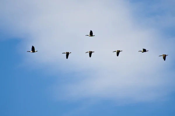 Bernaches du Canada volant dans un ciel nuageux — Photo