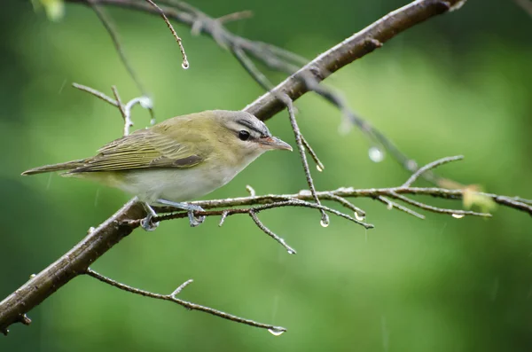 Rotäugiger Vireo im Regen — Stockfoto