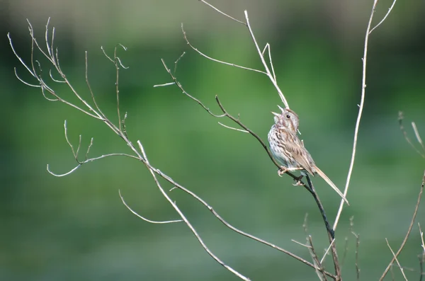 Zpívající vrabec posazený v stromu — Stock fotografie