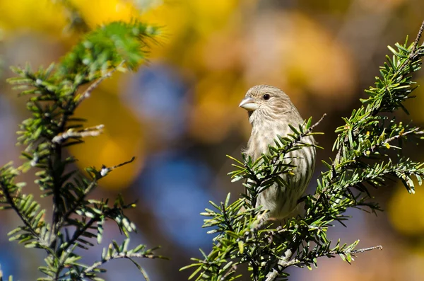 Finch Casa encaramado en otoño —  Fotos de Stock