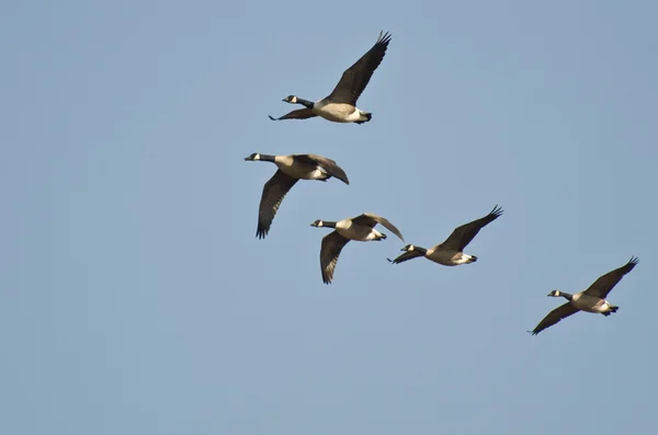 Cinq Bernaches du Canada volant dans le ciel bleu — Photo