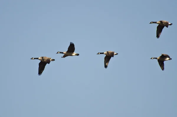 Pět Kanady husy létání v modré obloze — Stock fotografie