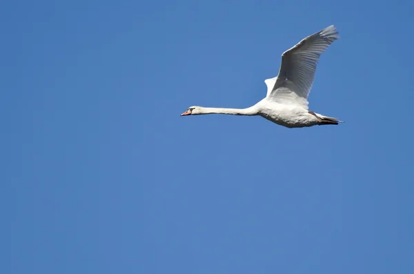 Un cisne mudo solitario volando en un cielo azul — Foto de Stock