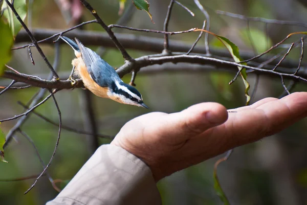 Red Breasted Nuthatch Being Fed from a Hand — Stock Photo, Image