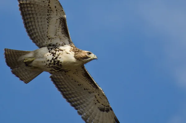 Immature Red-Tailed Hawk Flying in Blue Sky — Stock Photo, Image