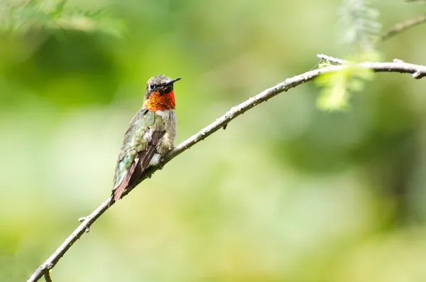 Colibri à gorge rubis Perché dans un arbre — Photo
