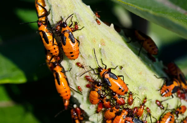 Milkweed Bugs on a Milkweed Pod — Stock Photo, Image