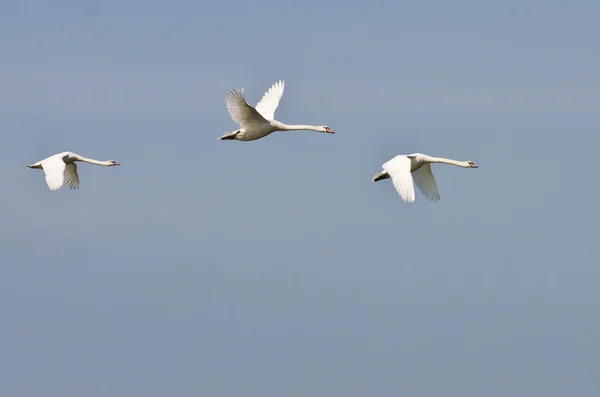 Tre flygande vita svanar — Stockfoto