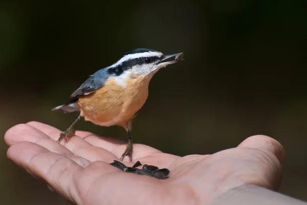 Red Breasted Nuthatch comiendo de una mano humana —  Fotos de Stock