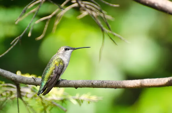 Colibrí Ruby-Throated encaramado en un árbol —  Fotos de Stock