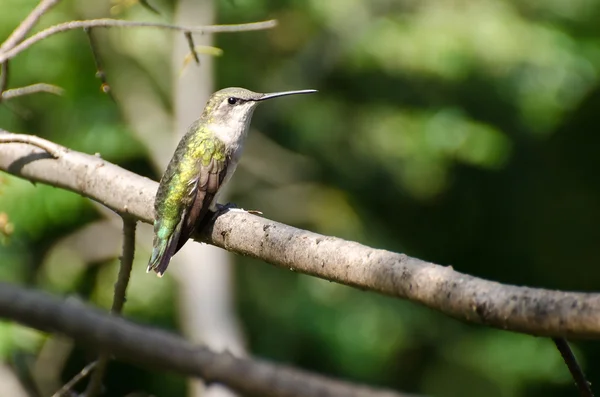 Ruby - throated hummingbird wznosi się w drzewo — Zdjęcie stockowe