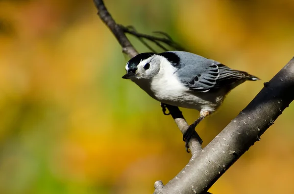 Alb-Breasted Nuthatch în toamnă — Fotografie, imagine de stoc