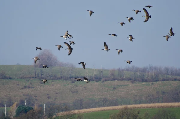 Herde Kanadagänse fliegt über Feld — Stockfoto