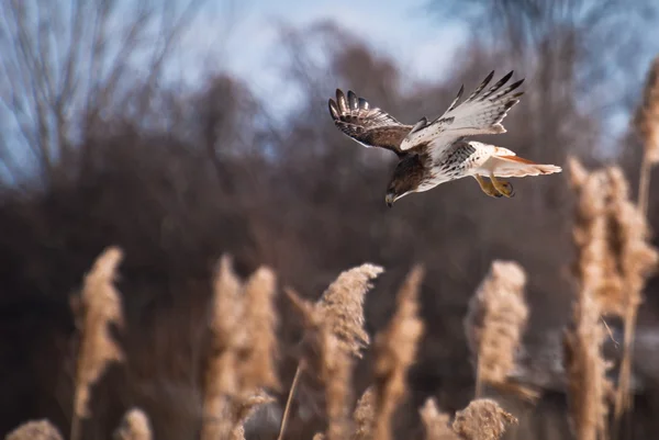 Rotschwanzfalke auf Beutejagd — Stockfoto