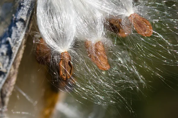 Fibre di Milkweed che splendono sotto il sole — Foto Stock