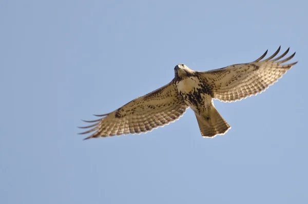 Omogna röd - tailed hök flyger i blå himmel — Stockfoto