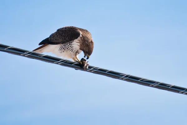 Kırmızı - kuyruklu şahin yakalamak besleme — Stok fotoğraf